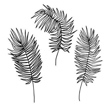 Palmiye yaprakları. Beyaz arkaplanda siyah çizgi.