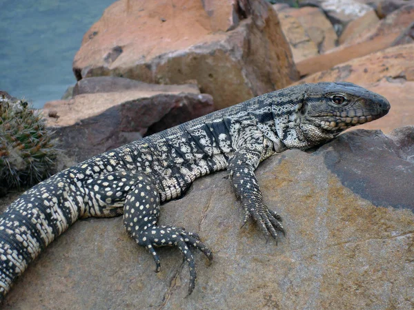 蜥蜴在岩石上晒日光浴 超级蜥蜴 白色蜥蜴 海鬣蜥或黑白相间的Tegu Salvator Merianae 在巴西 阿根廷 巴拉圭或乌拉圭都能找到 — 图库照片