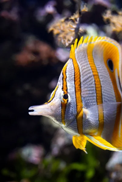 Schmetterlingsfische Köpfen Ozean Vor Korallenriffen — Stockfoto