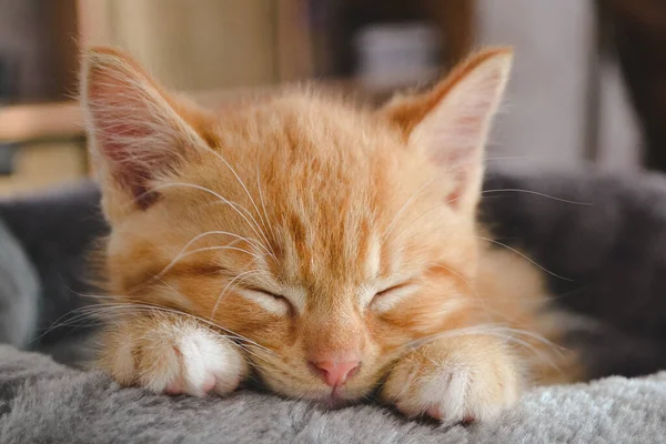 Μικρό Κοκκινότριχο Γατάκι Κοιμάται Γλυκά — Φωτογραφία Αρχείου