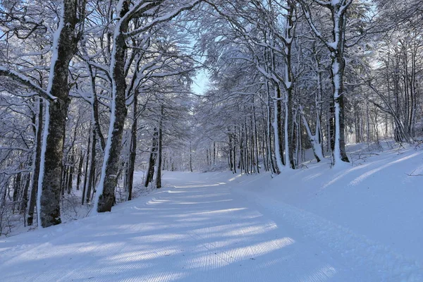 Mont Aigoual 'daki bir ormana bak, Gard departmanının en yüksek noktası.