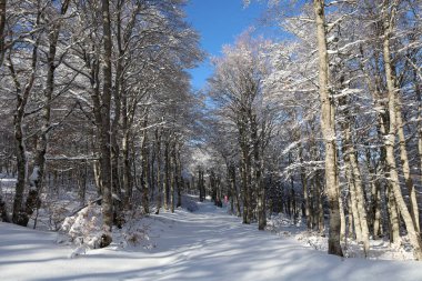 Mont Aigoual 'daki bir ormana bak, Gard departmanının en yüksek noktası.