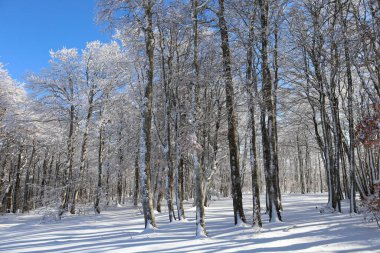 Mont Aigoual 'daki bir ormana bak, Gard departmanının en yüksek noktası.