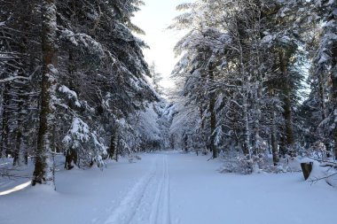 Vue sur une fort on neige au Mont Aigoual