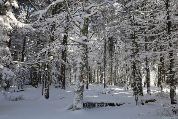 Mont Aigoual 'daki bir ormana bak, Gard departmanının en yüksek noktası.