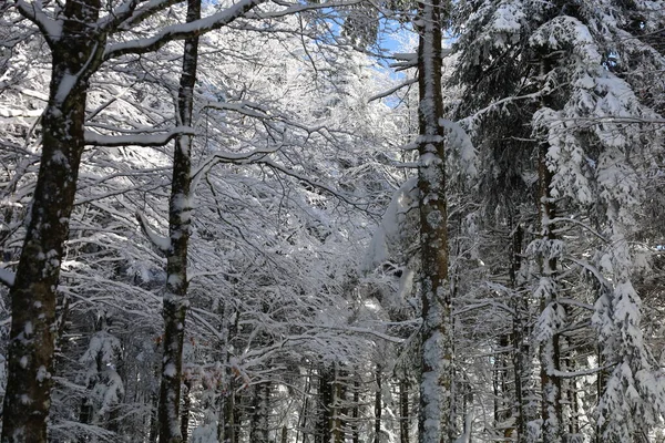 Mont Aigoual 'daki bir ormana bak, Gard departmanının en yüksek noktası.
