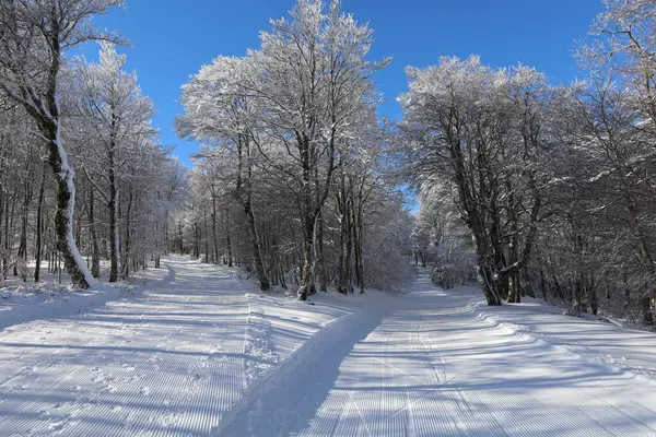 Mont Aigoual 'daki bir ormana bak, Gard departmanının en yüksek noktası.