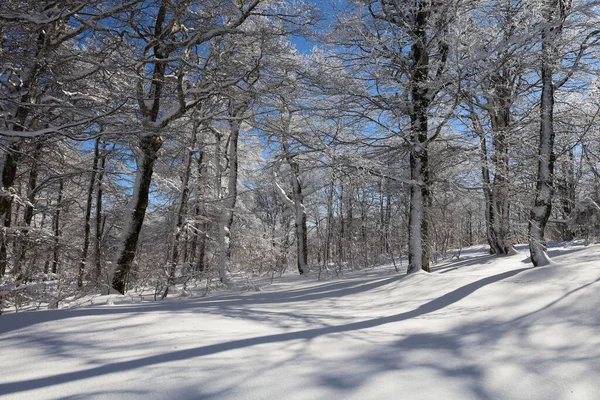 Mont Aigoual 'daki bir ormana bak, Gard departmanının en yüksek noktası.