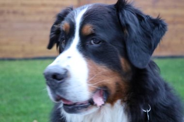 & Bernese Mountain Dog İsviçreli büyük bir köpek cinsidir.