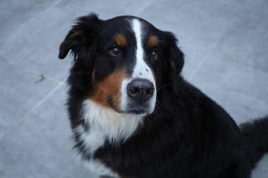 Bernese Dağ Köpeği, İsviçreli büyük bir köpek cinsidir.