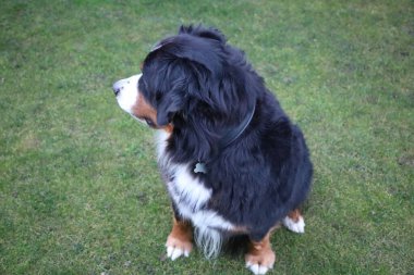 Bernese Dağ Köpeği, İsviçreli büyük bir köpek cinsidir.