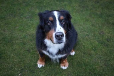 Bernese Dağ Köpeği, İsviçreli büyük bir köpek cinsidir.