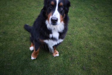 Bernese Dağ Köpeği, İsviçreli büyük bir köpek cinsidir.