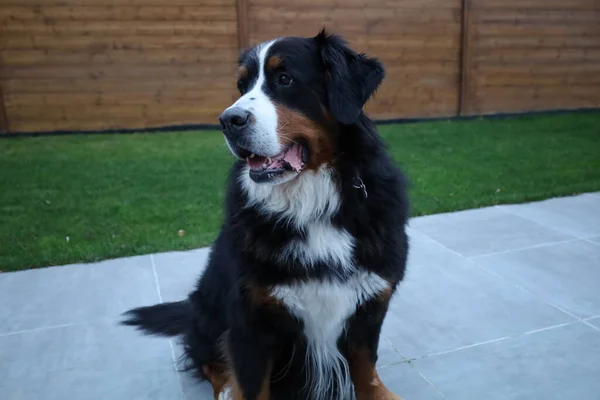 Bernese Mountain Dog Una Raza Perro Grande Suiza — Foto de Stock