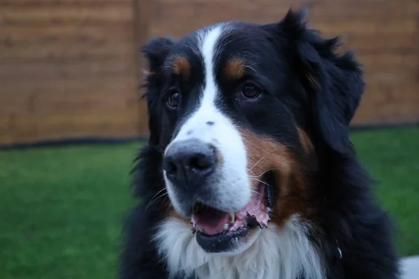 Bernese Mountain Dog Jest Duża Rasa Psów Szwajcarii — Zdjęcie stockowe