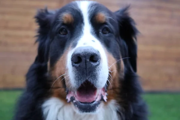 Bernese Mountain Dog Jest Duża Rasa Psów Szwajcarii — Zdjęcie stockowe