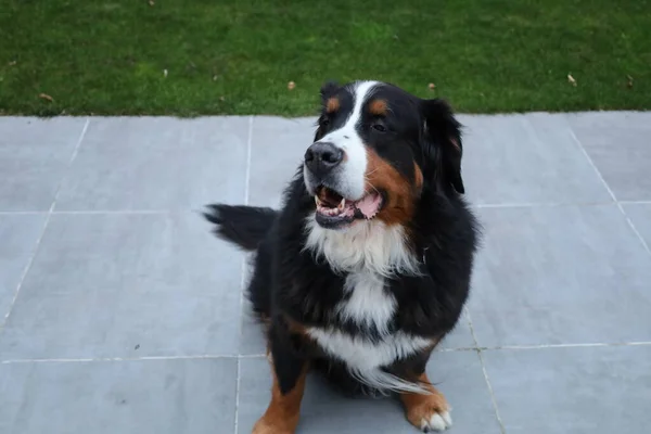 Bernese Mountain Dog Duży Pies Rasy Szwajcarii — Zdjęcie stockowe