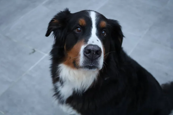 Perro Montaña Bernés Una Raza Perro Grande Suiza — Foto de Stock