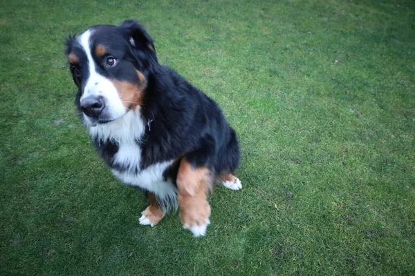 Bernese Mountain Dog Velké Psí Plemeno Švýcarska — Stock fotografie