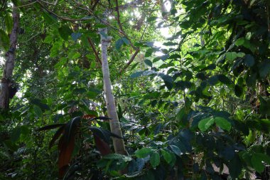 Jardin des Plantes 'teki Jardin d' hiver serasının içerisi. Paris 'in 5. semtindeki Jardin des Plantes' te. 