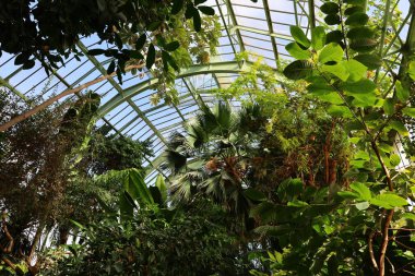 Jardin des Plantes 'teki Jardin d' hiver serasının içerisi. Paris 'in 5. semtindeki Jardin des Plantes' te. 