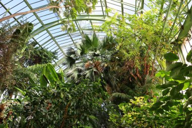 Jardin des Plantes 'teki Jardin d' hiver serasının içerisi. Paris 'in 5. semtindeki Jardin des Plantes' te. 