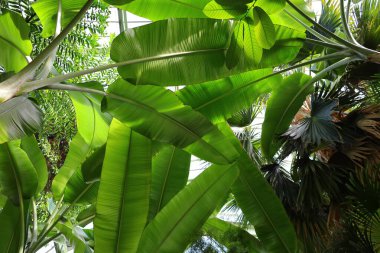 Jardin des Plantes 'teki Jardin d' hiver serasının içerisi. Paris 'in 5. semtindeki Jardin des Plantes' te. 