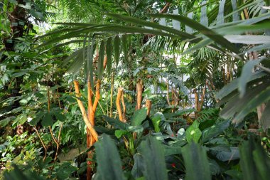 Jardin des Plantes 'teki Jardin d' hiver serasının içerisi. Paris 'in 5. semtindeki Jardin des Plantes' te. 