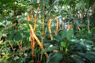 Jardin des Plantes 'teki Jardin d' hiver serasının içerisi. Paris 'in 5. semtindeki Jardin des Plantes' te. 