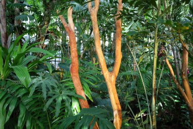 Jardin des Plantes 'teki Jardin d' hiver serasının içerisi. Paris 'in 5. semtindeki Jardin des Plantes' te. 