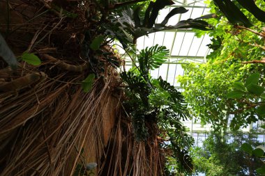 Jardin des Plantes 'teki Jardin d' hiver serasının içerisi. Paris 'in 5. semtindeki Jardin des Plantes' te. 