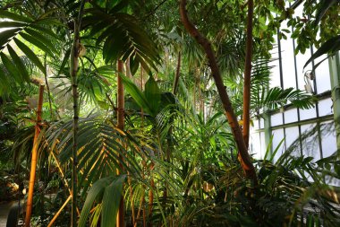 Jardin des Plantes 'teki Jardin d' hiver serasının içerisi. Paris 'in 5. semtindeki Jardin des Plantes' te. 