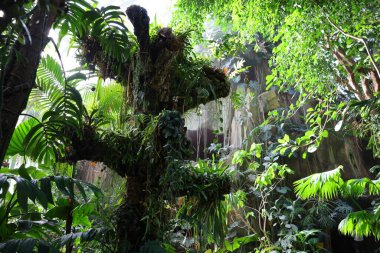Jardin des Plantes 'teki Jardin d' hiver serasının içerisi. Paris 'in 5. semtindeki Jardin des Plantes' te. 
