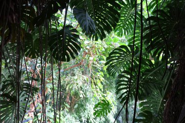 Jardin des Plantes 'teki Jardin d' hiver serasının içerisi. Paris 'in 5. semtindeki Jardin des Plantes' te. 