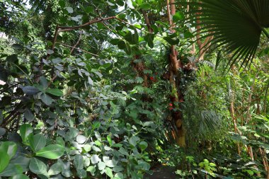 Jardin des Plantes 'teki Jardin d' hiver serasının içerisi. Paris 'in 5. semtindeki Jardin des Plantes' te. 
