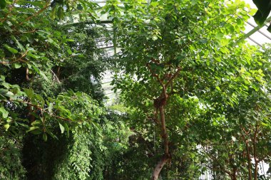 Jardin des Plantes 'teki Jardin d' hiver serasının içerisi. Paris 'in 5. semtindeki Jardin des Plantes' te. 