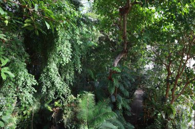 Jardin des Plantes 'teki Jardin d' hiver serasının içerisi. Paris 'in 5. semtindeki Jardin des Plantes' te. 