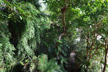 Jardin des Plantes 'in Paris' in 5. semtindeki Jardin d 'hiver serasının iç manzarası. 
