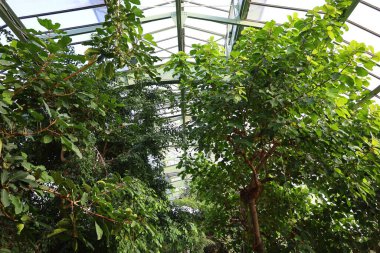 Jardin des Plantes 'in Paris' in 5. semtindeki Jardin d 'hiver serasının iç manzarası. 