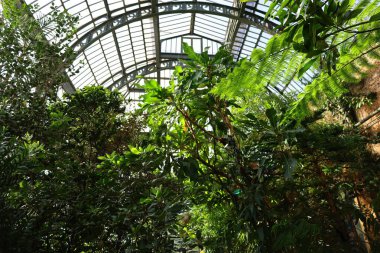 Jardin des Plantes 'in Paris' in 5. semtindeki Jardin d 'hiver serasının iç manzarası. 