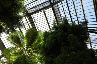 Jardin des Plantes 'in Paris' in 5. semtindeki Jardin d 'hiver serasının iç manzarası. 