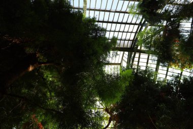 Jardin des Plantes 'in Paris' in 5. semtindeki Jardin d 'hiver serasının iç manzarası. 