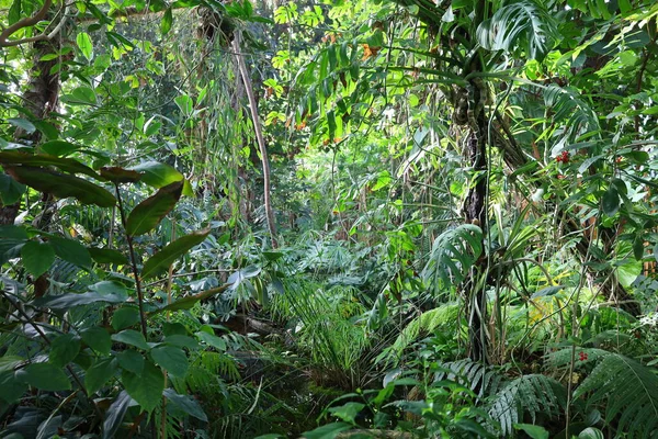 Jardin des Plantes 'teki Jardin d' hiver serasının içerisi. Paris 'in 5. semtindeki Jardin des Plantes' te. 