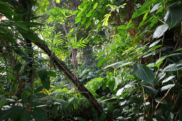 Veduta Dell Interno Della Serra Jardin Hiver Situata Jardin Des — Foto Stock