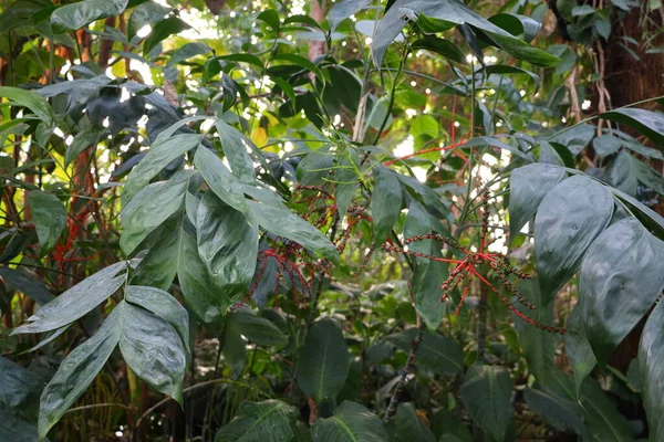 Kilátás Belső Tér Jardin Hiver Üvegház Található Jardin Des Plantes — Stock Fotó