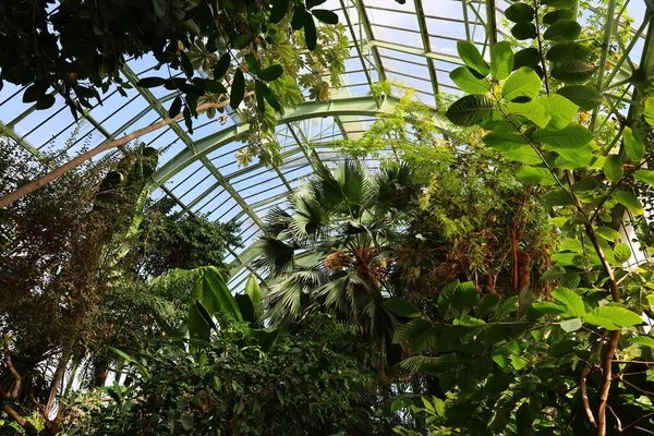 Vista Para Interior Estufa Jardin Hiver Localizada Jardin Des Plantes — Fotografia de Stock