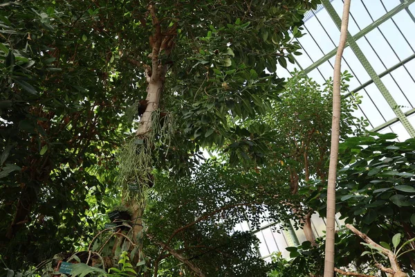 Pohled Interiér Skleníku Jardin Hiver Který Nachází Jardin Des Plantes — Stock fotografie