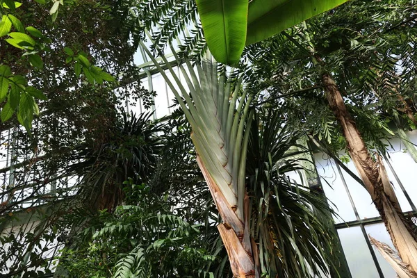 Jardin des Plantes 'teki Jardin d' hiver serasının içerisi. Paris 'in 5. semtindeki Jardin des Plantes' te. 