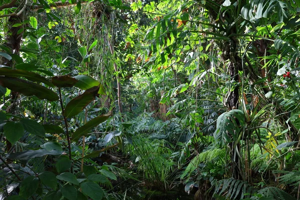 Vista Para Interior Estufa Jardin Hiver Localizada Jardin Des Plantes — Fotografia de Stock