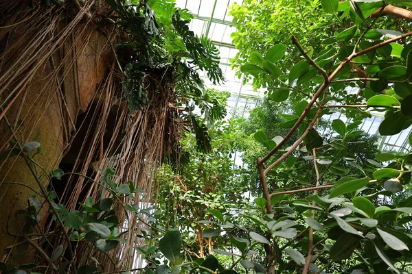 Kilátás Belső Tér Jardin Hiver Üvegház Található Jardin Des Plantes — Stock Fotó
